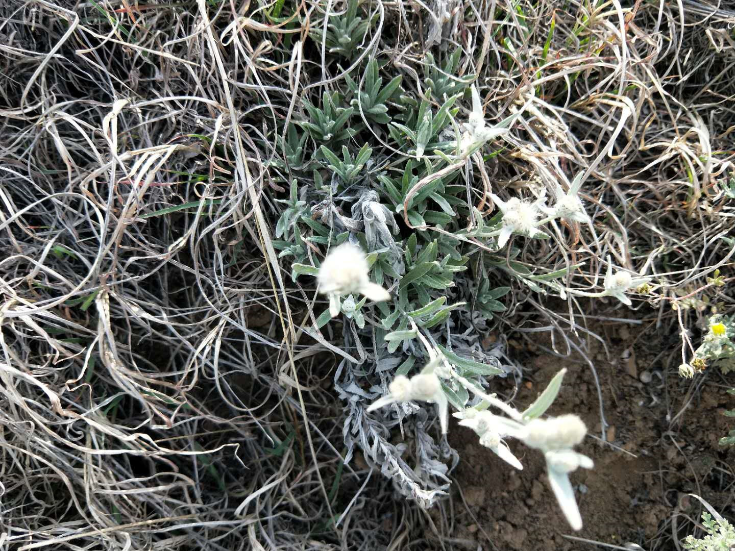 火绒草是什么植物有什么作用（药用植物科普之火绒草）