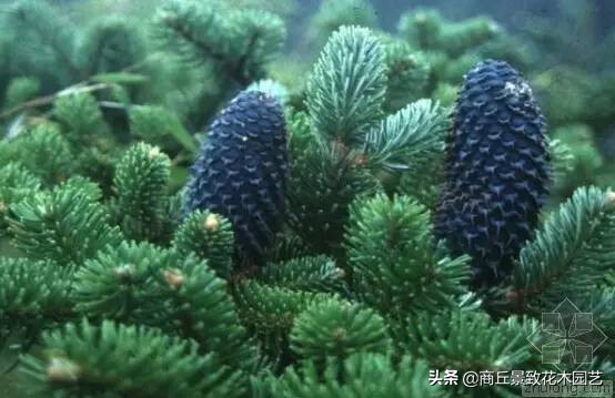 常绿乔木有哪些（70多种常用常绿乔木图例宝典）