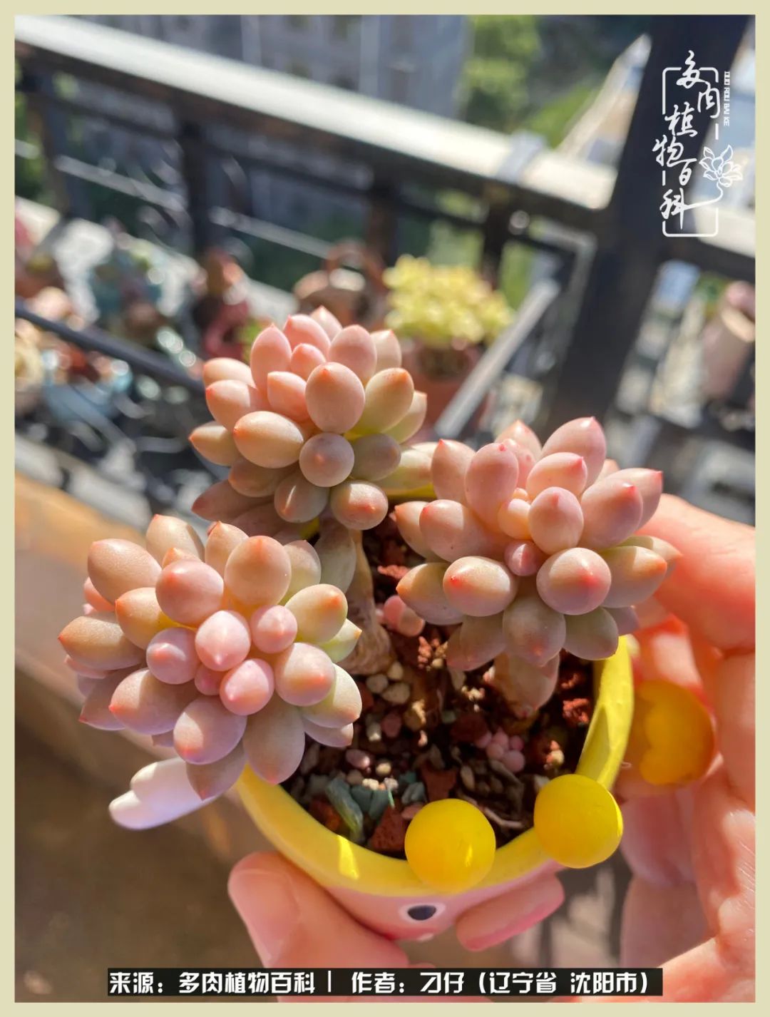 三年时间,多肉能养成什么样?