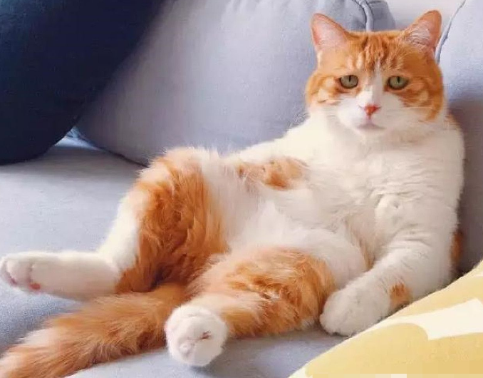 橘猫是土猫吗，为什么橘猫都很胖？