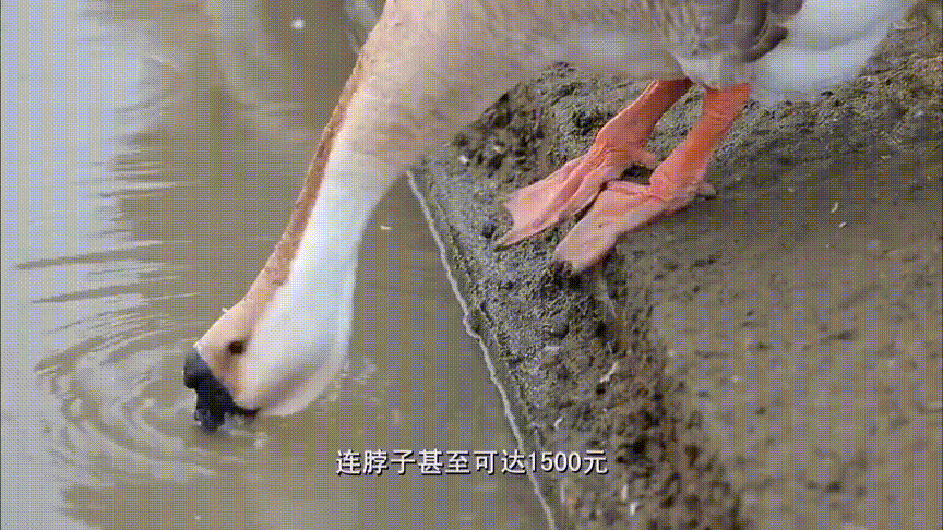 为什么吃鹅比饮茶，更让广东人疯狂？