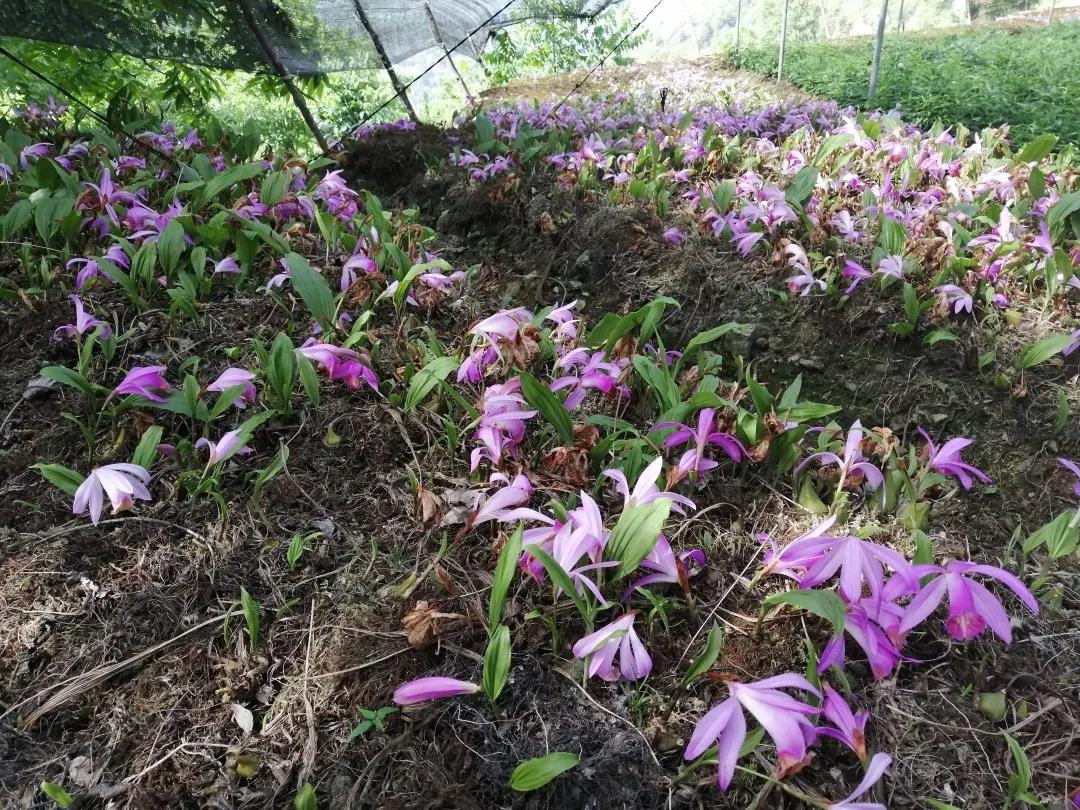 林草科普|中国兰科植物 - 独蒜兰属