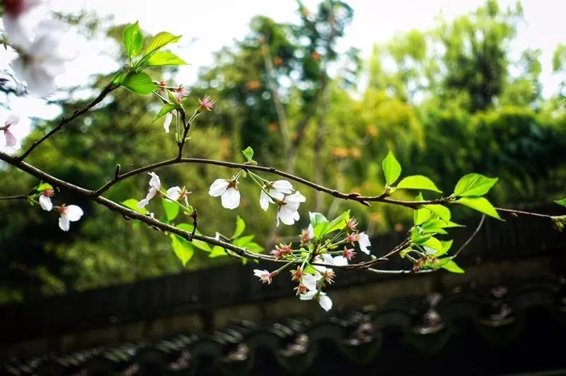 人间四月芳菲尽，山寺桃花始盛开……，城山沟不平凡！！