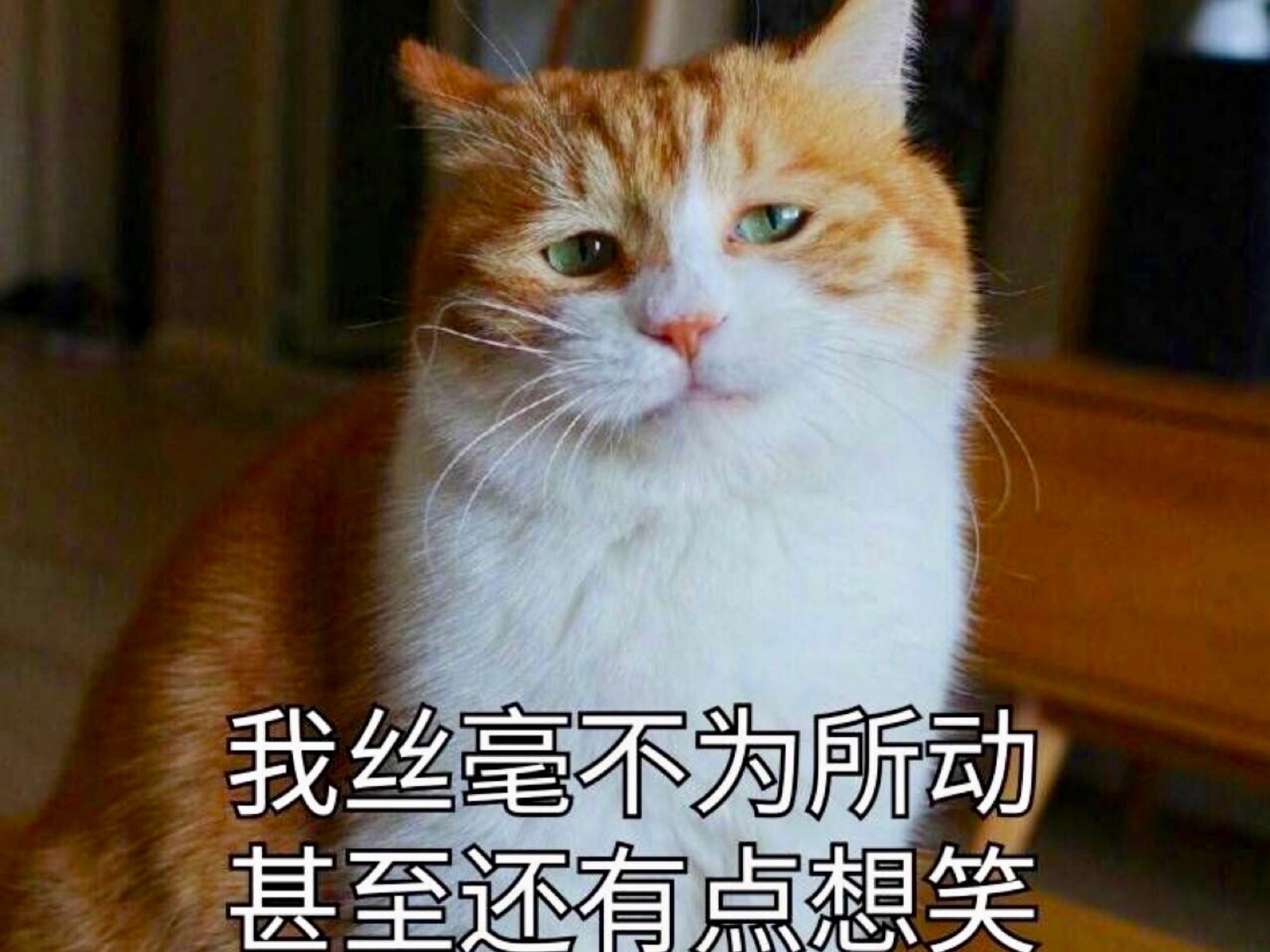 10个最容易“撞名”的猫咪名字，你家猫撞名了吗？