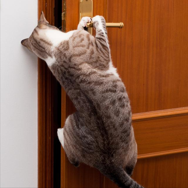 有这6种表现的猫咪，“智商”都很高，你家猫有吗？