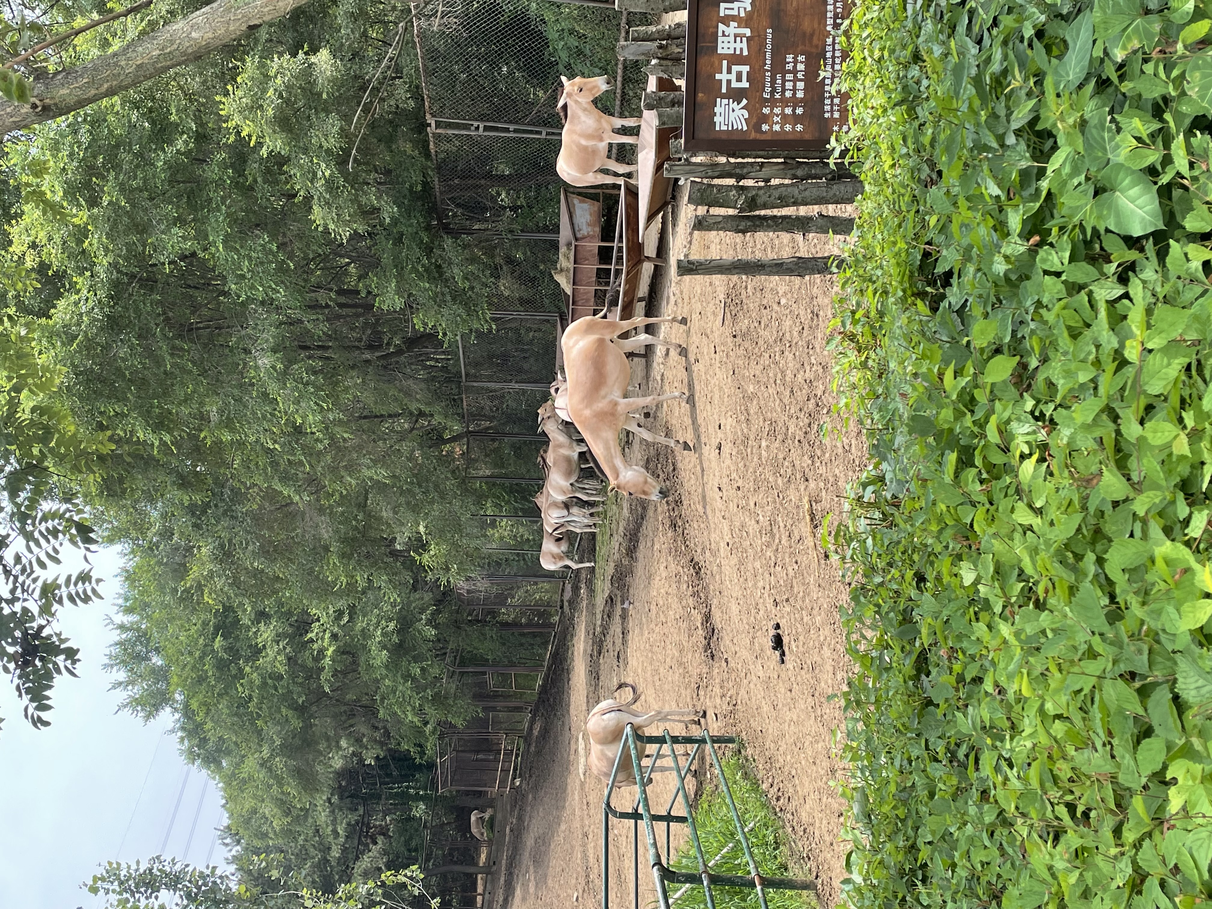 盛夏游沈阳森林动物园