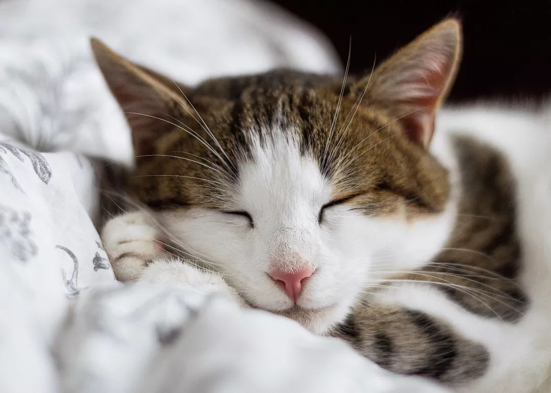 猫咪便血是怎么回事？大多数是这9种原因引起，宠主早知道早好