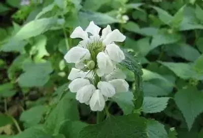 各种花的寓意及花语（100种花的花语大全）
