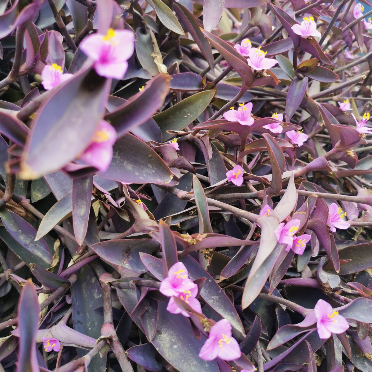 真正的“花坚强”，墙缝、地缝都长满，开花特别旺