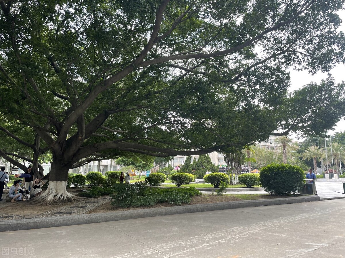 美术统考233分高考文化391分，有机会考上“211”“985”大学吗？