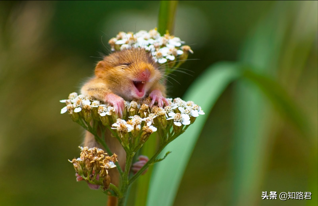 搞笑野生动物摄影奖:从2015到2021年最全照片,看完只剩哈哈了