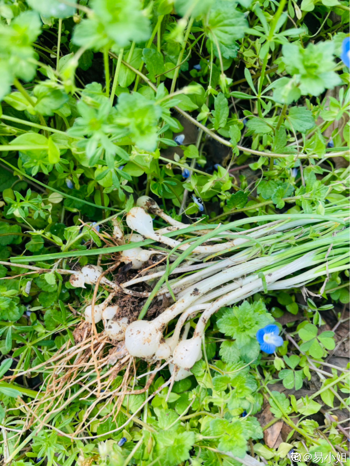 5月初长势超旺的野菜,山上溜达一圈,能摘好几袋子