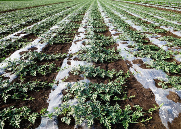 西瓜什么时候种种植西瓜的时间