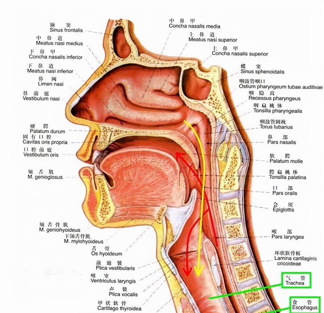 医生提醒:爱挖鼻孔的人,或早或迟要承受3个后果,劝你手下留情