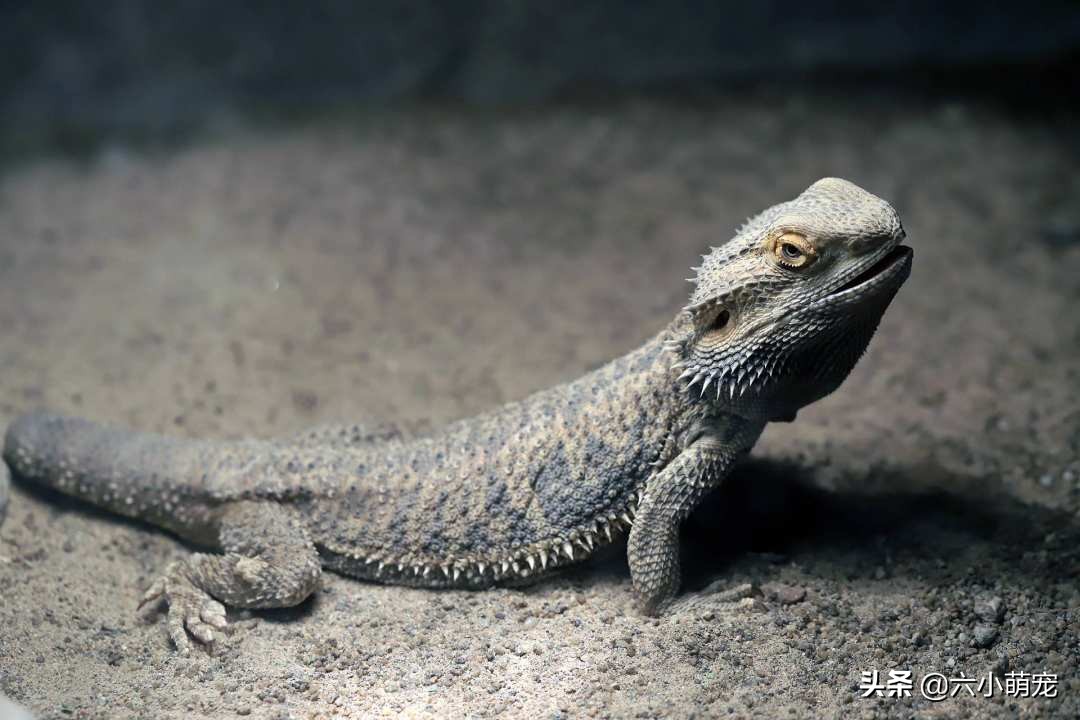 小鬃獅蜥蜴苗子的飼養並沒有太難的地方,只是需要科學的飼養方法而已