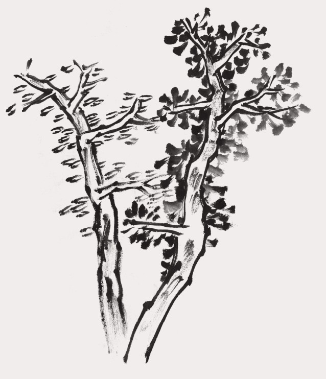 山水画中常见的松树山水画里的松树
