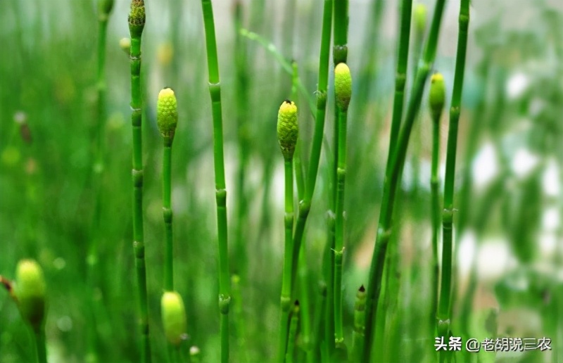 草麻黄(能够当哨子吹的一种植物,原来有毒,看起来以前做错了)