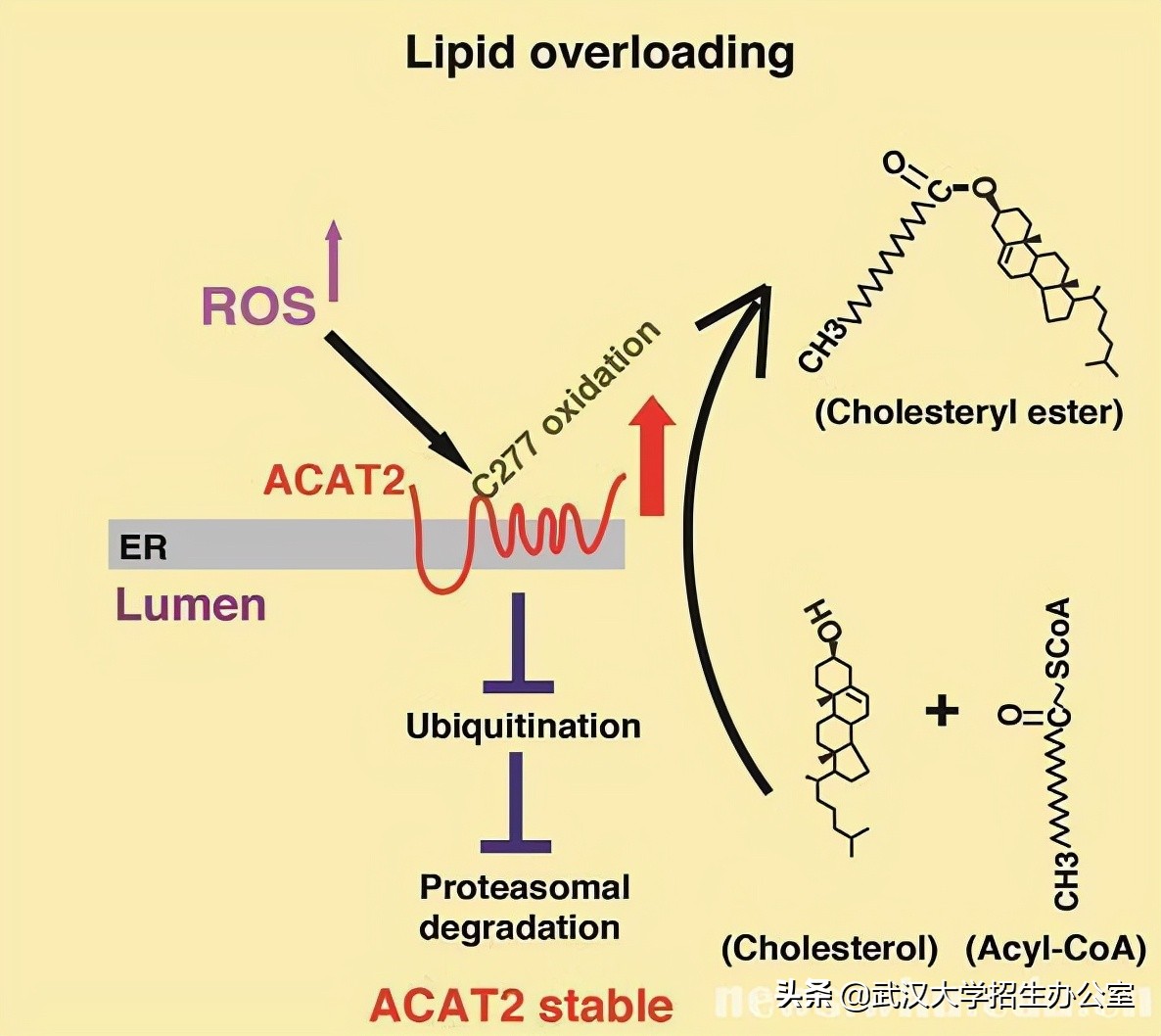 每年死亡人数超500万！中国学者多项糖尿病研究新发现，引发国际关注！