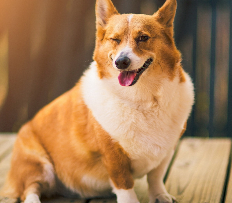 柯基多少钱一只 为什么很少人养(柯基犬价格让人) - 价格百科