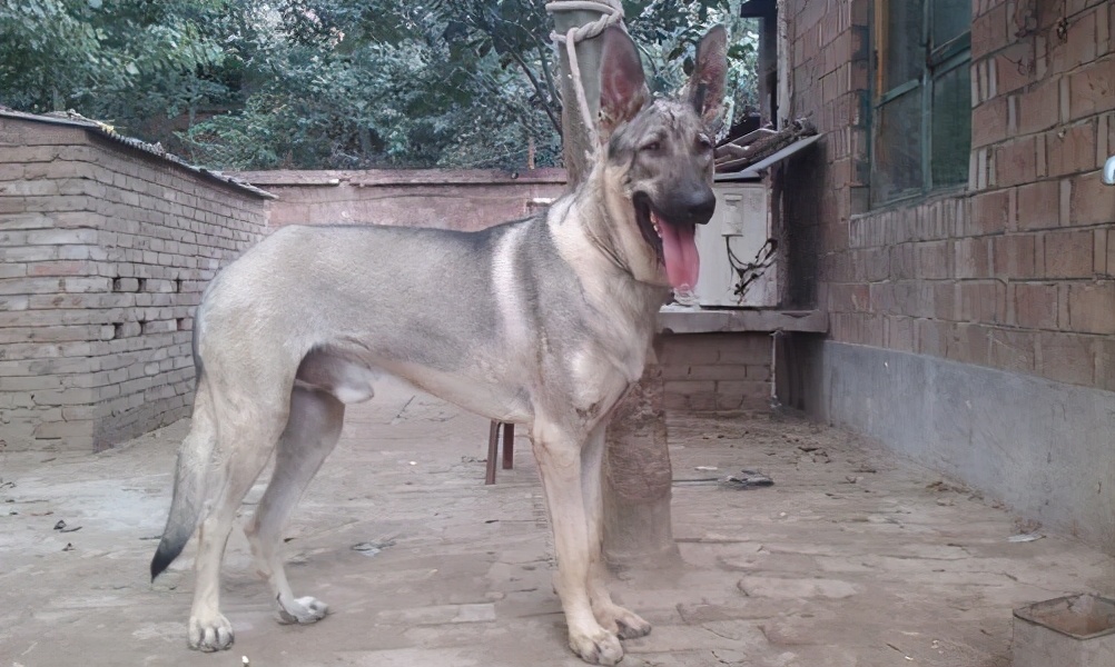 正宗狼青犬图片(中国狼青是什么神仙宠物) - 赤虎壹号