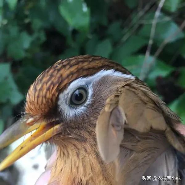 画眉鸟幼鸟怎么养新手必看「精心整理」 -骁龙网