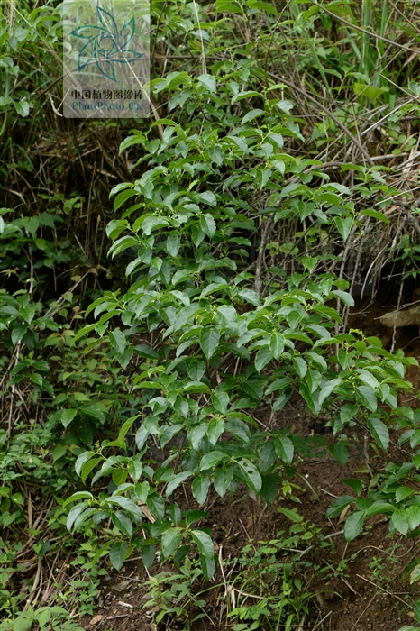 主治风湿痹痛,风疹,湿疹,带状疱疹