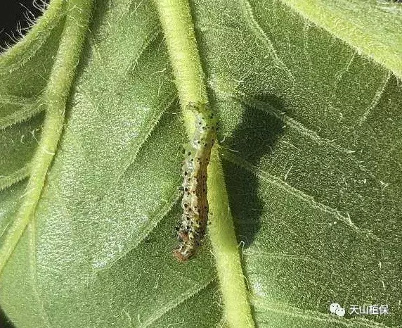 十大类杀虫剂详解