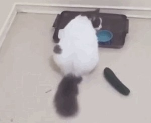为什么猫看见黄瓜会吓到？