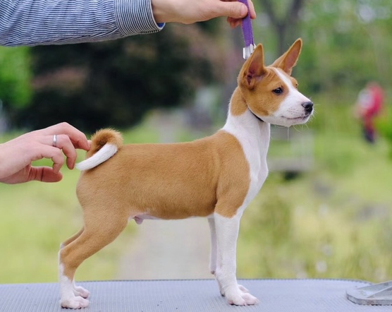 巴仙吉犬介绍(有“狗中哑巴”之称的——巴仙吉犬，你了解多少？)