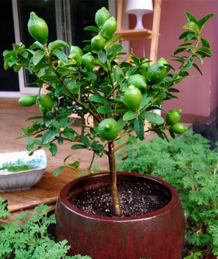 柠檬图片大全(图文讲解柠檬盆栽的真正样子)