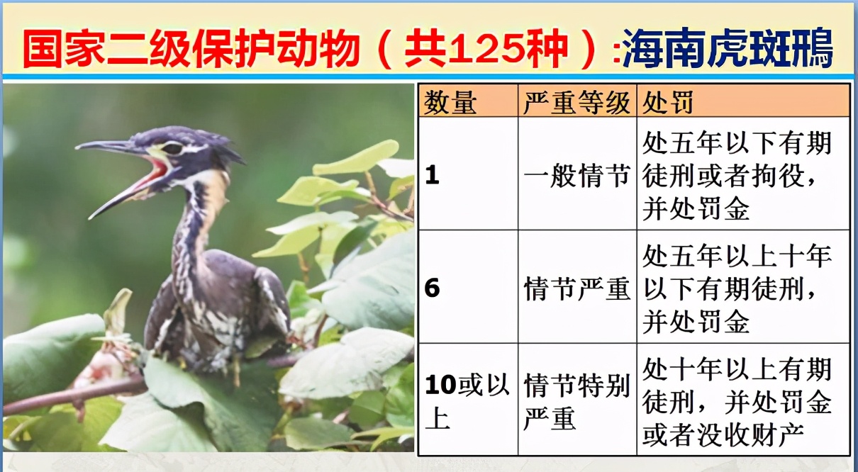 国家保护动物分几个等级（125类二级野生保护名录）