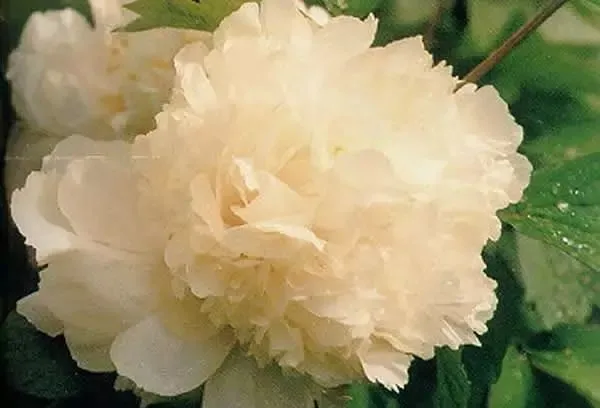 100种名贵牡丹鉴赏 绘画好素材（报花名）