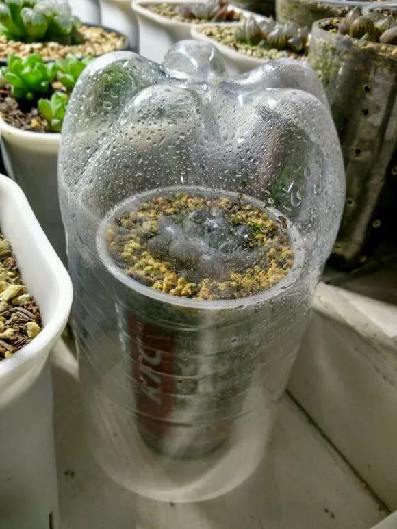 塑料瓶养多肉好处多,浇水扦插是个好手,再也不扔掉了