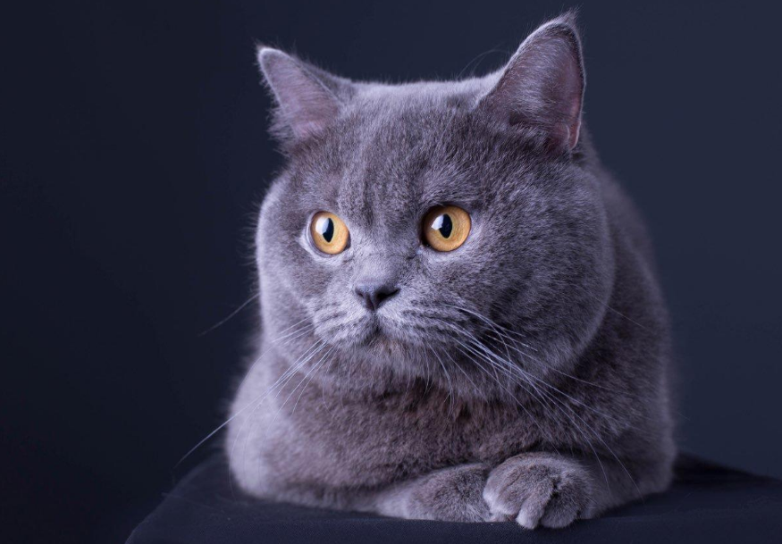 猫咪的品种（你也喜欢猫咪不妨来看看你最适合养什么猫吧）