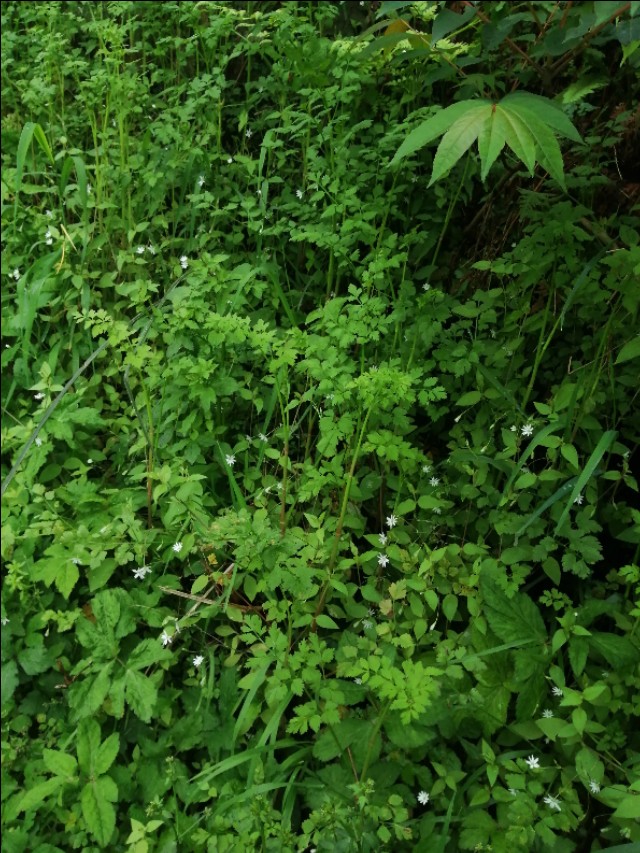 陌上花开，彩蝶翻飞，蜜蜂采蜜，这是一阙美丽的《蝶恋花》