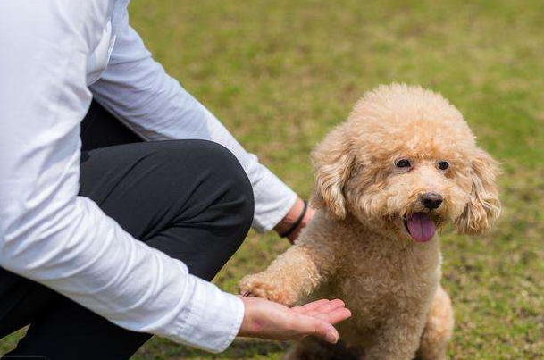 泰迪犬pk比熊犬，公寓养的话，应该选哪个？