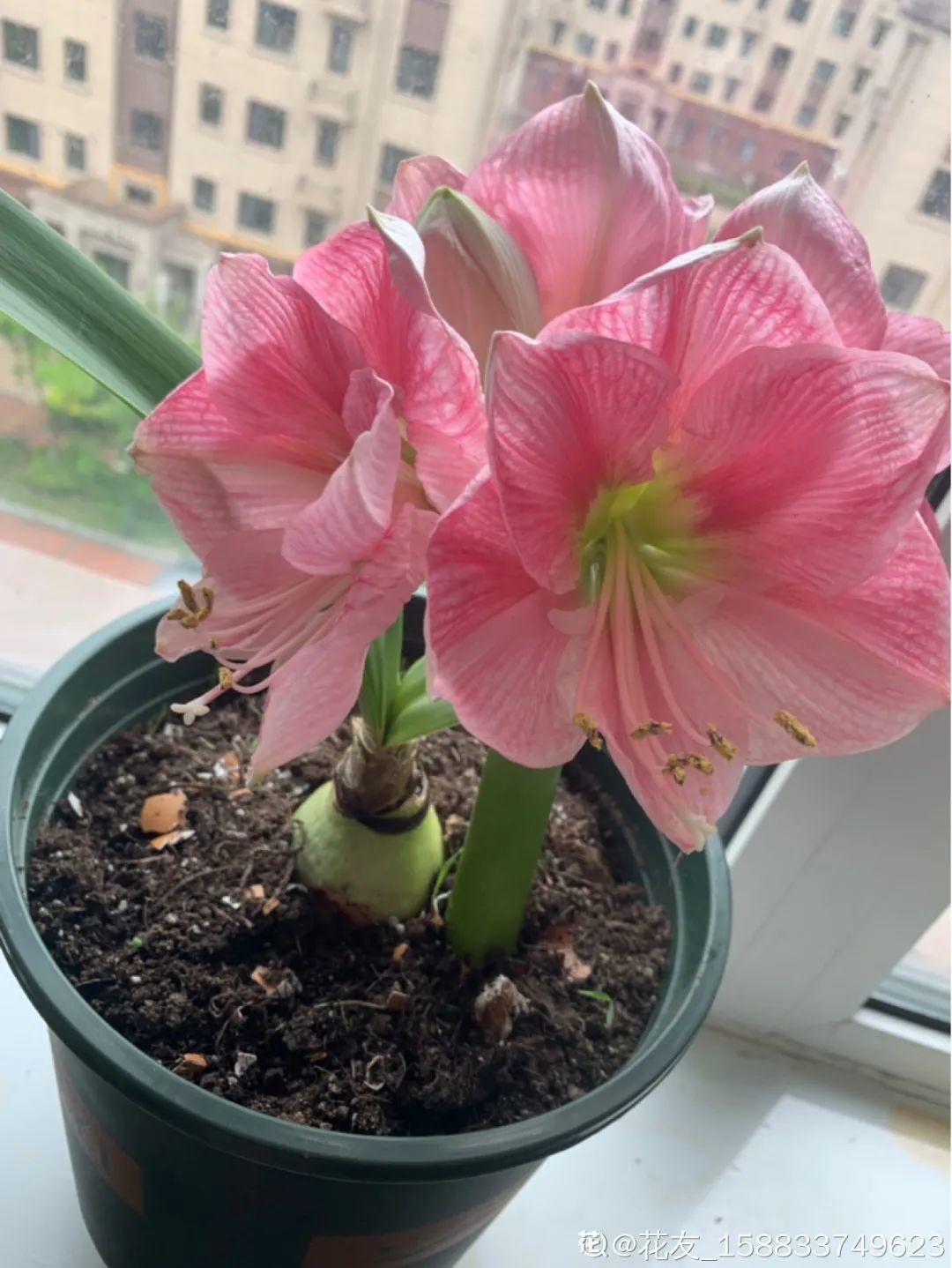 nba篮球大师花球在哪用(家里养盆朱顶红,开花个个比脸大,牛年养它"