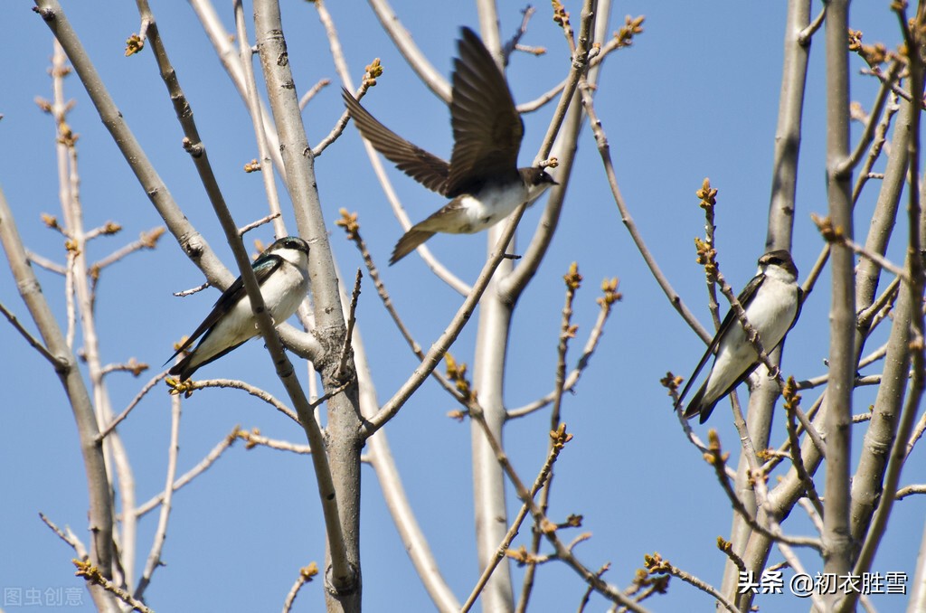 春分节气燕子诗:燕燕于飞,小燕子,穿花衣,年年春天来这里