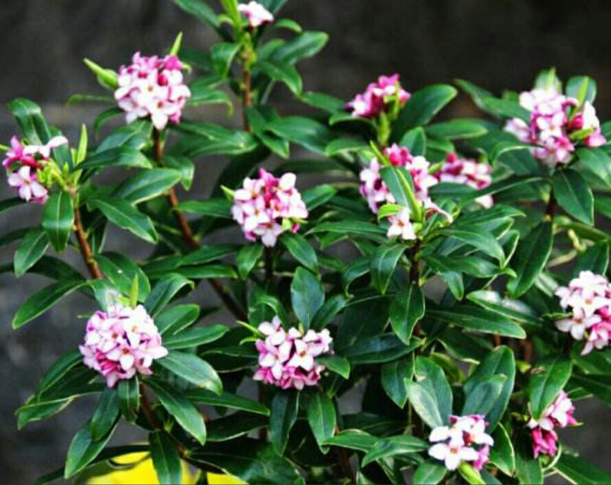 为什么家中不能养瑞香花(为什么家中不能养瑞香花瑞香一年开几次花)