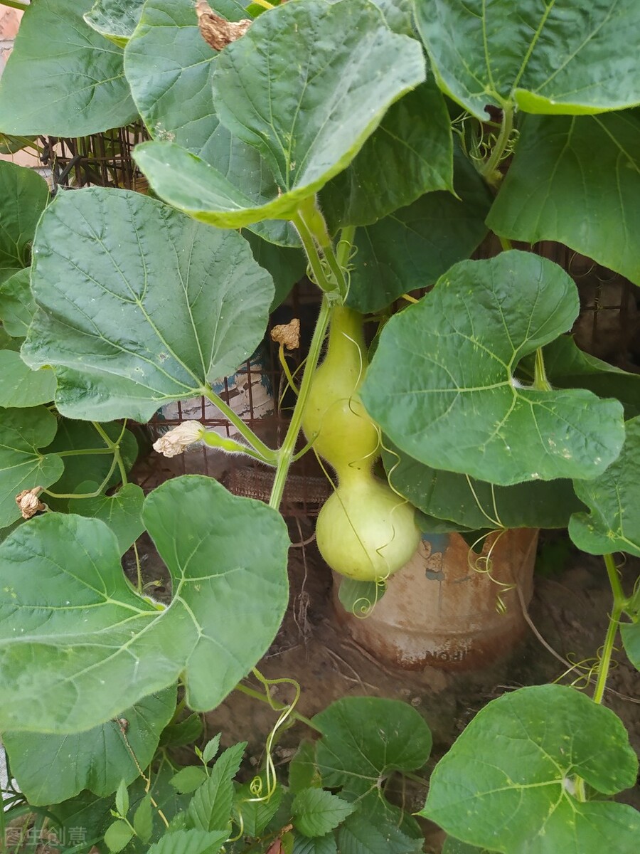 家里摆设葫芦的寓意（院子里栽种葫芦的好处寓意）