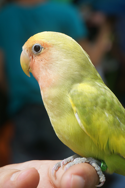 一,6只凯克鹦鹉上图中有6只凯克鹦鹉和一只蓝黄金刚鹦鹉,三只黑凯三只