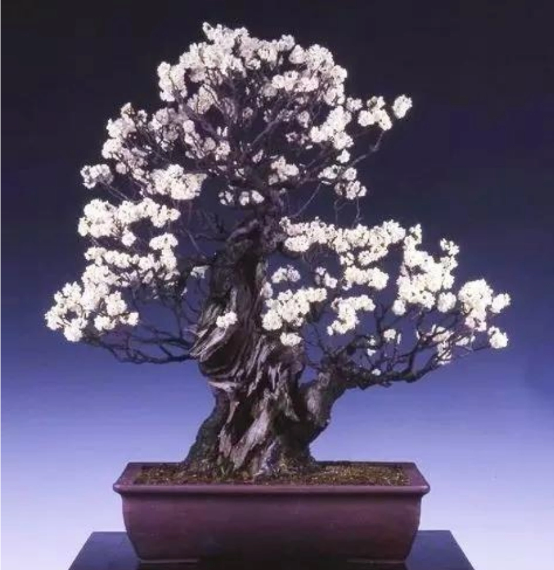 【观赏名花】梅花盆景的取材与制作管理，花香色艳，值得关注收藏
