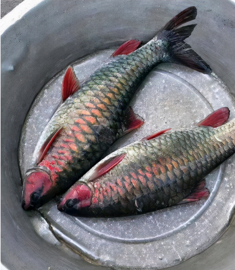 广西老乡钓获“怪鱼”：像极了军鱼，鱼鳃鱼头却是罕见的粉红色