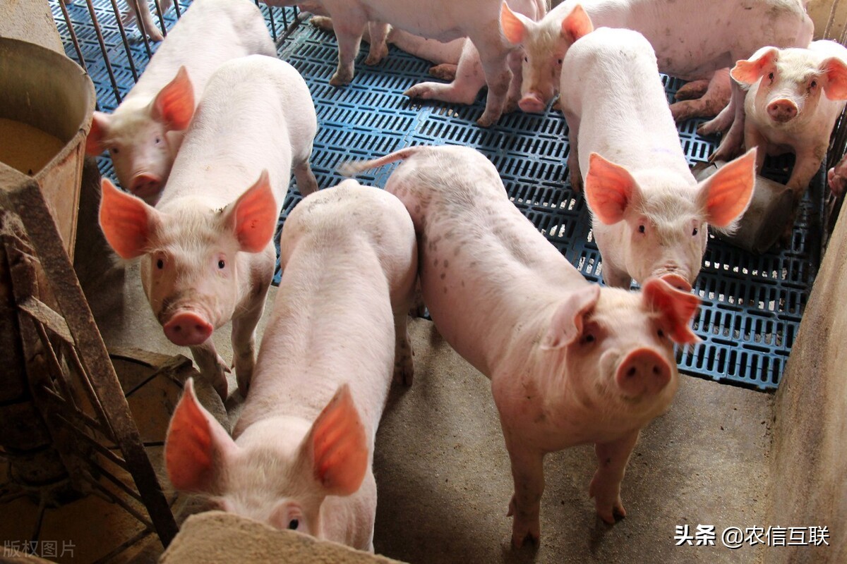 今日猪价行情（辽宁死亡畜禽640万头，14省猪价上涨！还要涨？）