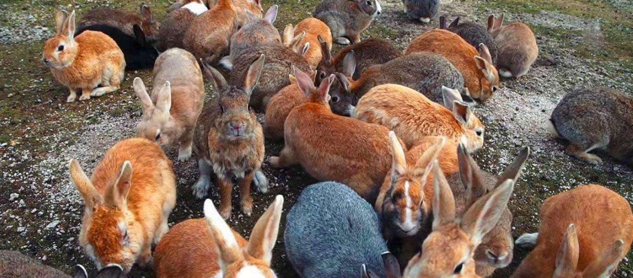 7月1日,海关通报截获29只寄往北京的活体盖罩大蜗牛!危害有多大