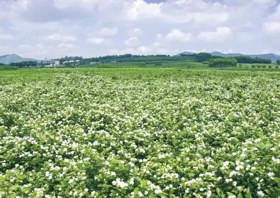 茉莉花开花时间（茉莉花的花期竟长达半年之久）