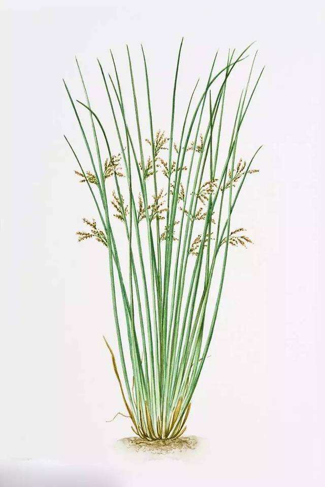 灯心草的功效与作用 灯心草的功效与作用是什么-起航号