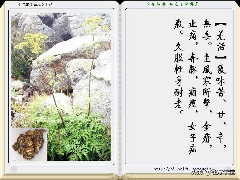 《神农本草经》全册图文解析 建议收藏