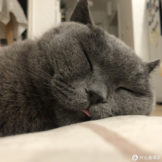 新手养猫指南——养猫一年我花了多少钱？看完我震惊了