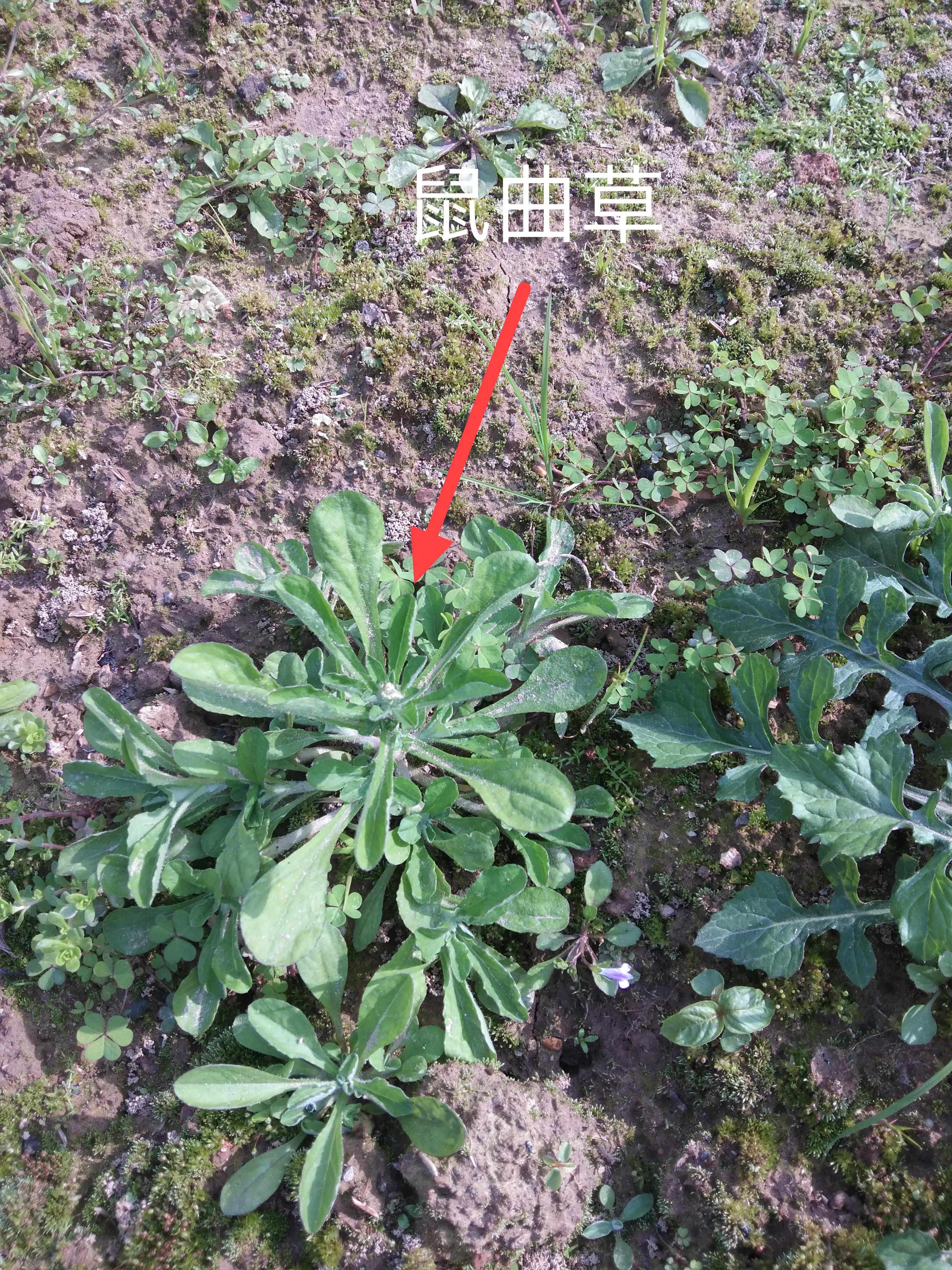 鼠曲草 ，野艾草，这些青团清明果用野菜 ，大家识别一下 。